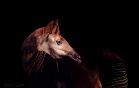 Nature Photography Okapi 